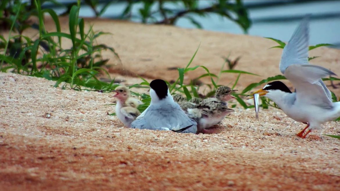 ouverture des plages france attention aux animaux sauvages